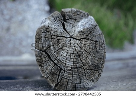 Weathered tree stump cross section on wooden surface
