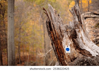 A weathered tree stump marked with a blue circle in a picturesque forest during autumn, showcasing vibrant foliage and nature’s beauty - Powered by Shutterstock