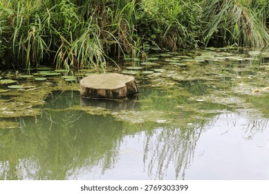 Weathered Tree Stump in a Pond Surrounded by Lily Pads, Reeds and Green Marsh Vegetation