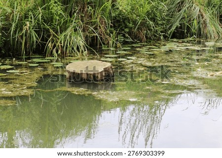 Weathered Tree Stump in a Pond Surrounded by Lily Pads, Reeds and Green Marsh Vegetation