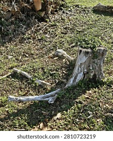 A weathered tree stump sitting in a sunlit grassy field, featuring textured bark, fallen branches, and greenery, perfect for nature and rustic themes.
