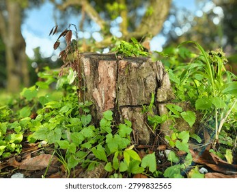 Weathered tree stump surrounded by fresh green plants and natural vegetation in a tropical forest setting. Close-up nature scene symbolizing regeneration, resilience, sustainability, and the cycle of life, with soft sunlight and shallow depth of field creating a peaceful outdoor atmosphere.