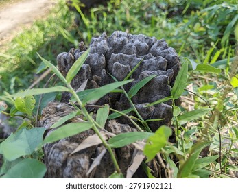 Weathered tree stump texture, old dead wood, eroded wood pattern, abstract nature, forest floor, decay, organic sculpture, environmental, time concept, sunlight, summer, close up.