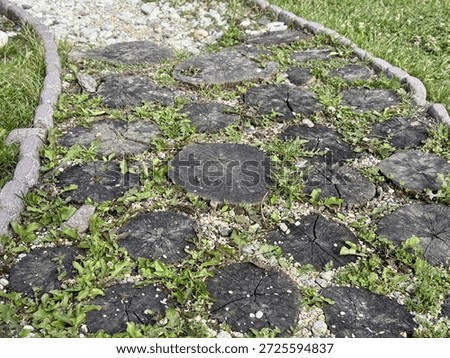 Weathered Tree Stumps Embedded In Path, Cracked Blackened CrossSections With Small Seedlings And Moss Weaving Through Gravel And Paving Stones Close Observation Of Texture, Contrast
