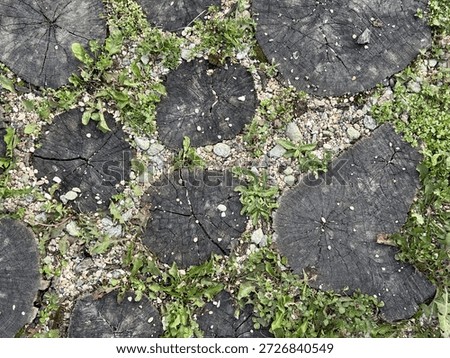 Weathered Tree Stumps Embedded In Path, Cracked Blackened CrossSections With Small Seedlings And Moss Weaving Through Gravel And Paving Stones Close Observation Of Texture, Contrast