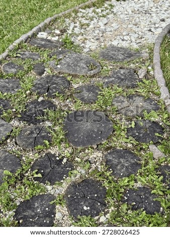 Weathered Tree Stumps Embedded In Path, Cracked Blackened CrossSections With Small Seedlings And Moss Weaving Through Gravel And Paving Stones Close Observation Of Texture, Contrast