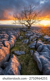 Weathered tree at sunset in the dramatic hills of The Yorkshire Dales, UK. 