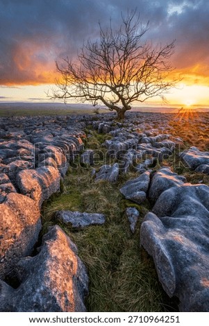 Weathered tree at sunset in the dramatic hills of The Yorkshire Dales, UK. 