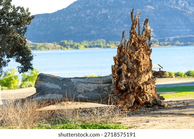 Weathered tree trunk and its impressive root system lie by the tranquil waters of Lake Perris, backed by distant mountains under a clear sky.