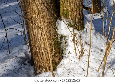 Weathered tree trunks with rugged bark and vibrant green moss emerging from melting snow. Sparse branches punctuate the sun-dappled winter forest floor