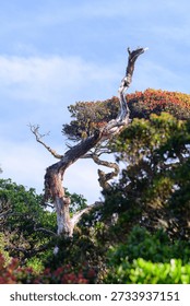 A weathered, twisted, dead tree trunk rises above dense montane cloud forest shrubs in a cool highland rainforest habitat in Horton Plains National Park