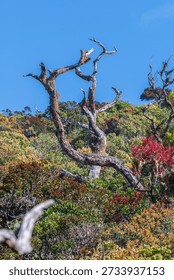 A weathered, twisted, dead tree trunk rises above dense montane cloud forest shrubs in a cool highland rainforest habitat in Horton Plains National Park