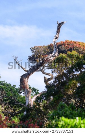 A weathered, twisted, dead tree trunk rises above dense montane cloud forest shrubs in a cool highland rainforest habitat in Horton Plains National Park