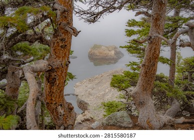 Weathered twisted tree trunks frame a tranquil, misty mountain lake with a small rock island reflected in the smooth, mirror-like water.