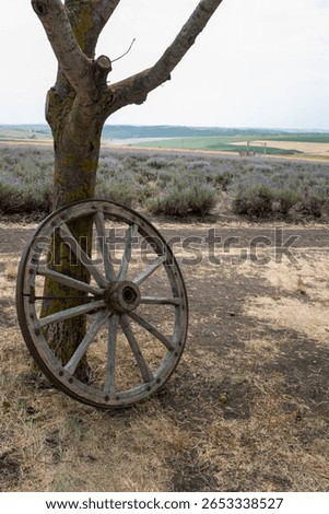 Weathered Wagon Wheel by Tree: Rustic Transportation Artifact in Lavender Field Landscape. Captures nostalgic rural life.