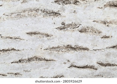 Weathered walnut tree bark texture with natural white fungal patina background