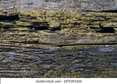 Weathered wood section with passages from the larvae of woodworm beetles. Texture of the mouldering and cracked flat surface of old wood.