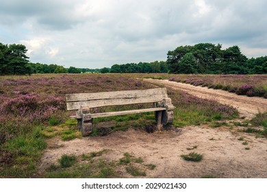 Weathered wooden bench in the foreground of a blooming moorland landscape. The photo was taken in the Dutch province of North Brabant on a cloudy day in the summer season.