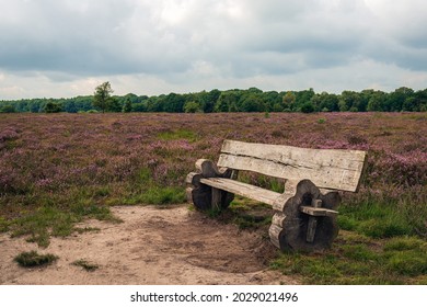 Weathered wooden bench in the foreground of a blooming moorland landscape. The photo was taken in the Dutch province of North Brabant on a cloudy day in the summer season.