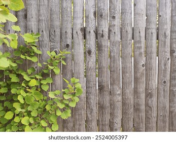 The weathered wooden fence is complemented by lush green vines, creating a tranquil and inviting atmosphere in broad daylight. - Powered by Shutterstock