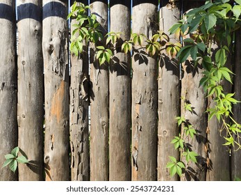 The weathered wooden fence showcases rustic charm, with lush green vines elegantly climbing its surface in the sunlight. - Powered by Shutterstock