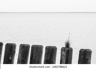 
Weathered Wooden Posts, One Of Which Is Covered, Keep Watch Over The Sea In Black And White