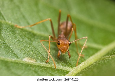 Weaver Ant Angry Face Macro