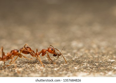 Fire Ant Bite Images Stock Photos Vectors Shutterstock
