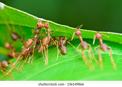 Weaver Ant Or Green Ant (Oecophylla Smaragdina), Close Up Of Small Insect Working Together To Build Nest Using The Mouth And Leg To Grip The Leaf Together. Miraculous Teamwork Of Animals In Nature