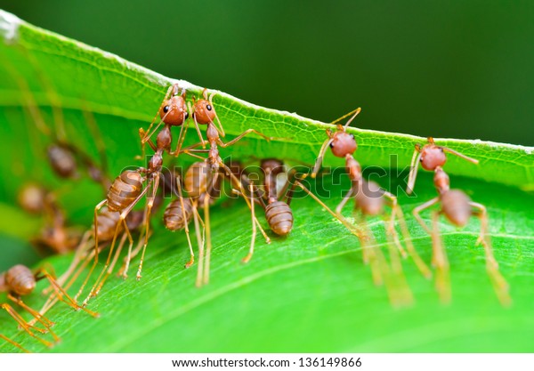 Weaver Ant or Green Ant (Oecophylla Smaragdina),
Close up of small insect working together to build nest using the
mouth and leg to grip the leaf together. Miraculous teamwork of
animals in nature