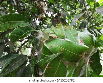 Weaver Ant Nest On Mango Tree