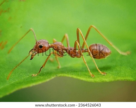 A weaver ant (Oecophylla) seen up close