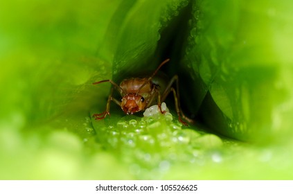 Weaver Ant Queen Guarding Her Eggs