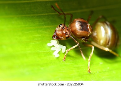 Weaver Ant Queen Guarding Her Eggs