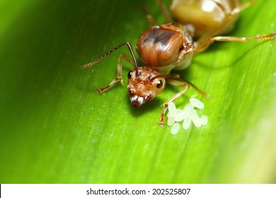 Weaver Ant Queen Guarding Her Eggs