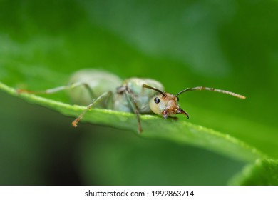 Weaver Ant Queen On Green Leaf