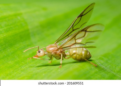 Weaver Ant Queen On Green Leaf.