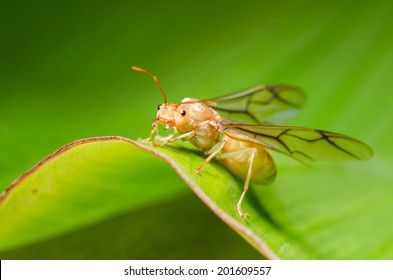 Weaver Ant Queen On Green Leaf.