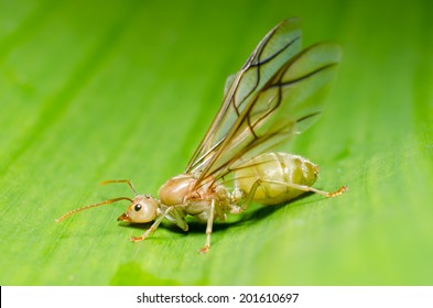 Weaver Ant Queen On Green Leaf.