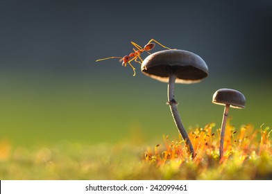 Weaver Ant want to jump from a mushroom with green background