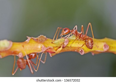 Weaver ants and aphids on the tree branch