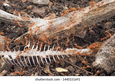 Weaver Ants Or Green Ants (Oecophylla) Hunting A Fish Bone, A Group Of Green Ants Taking A Fish Bone To The Nest.