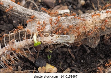 Weaver Ants Or Green Ants (Oecophylla) Hunting A Fish Bone, A Group Of Green Ants Taking A Fish Bone To The Nest.