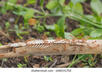 Weaver Ants Or Green Ants (Oecophylla) Hunting A Fish Bone, A Group Of Green Ants Taking A Fish Bone To The Nest.