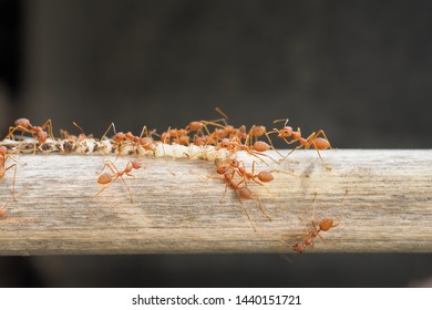 Weaver Ants Or Green Ants (Oecophylla) Hunting A Fish Bone, A Group Of Green Ants Taking A Fish Bone To The Nest.