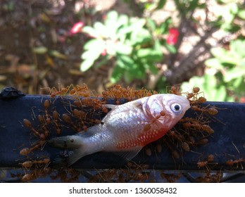 Weaver Ants (Oecophylla Longinoda) Carrying A Dead Gold Fish Back To Their Nest