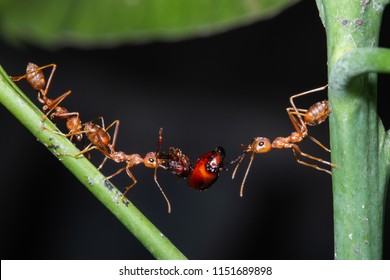 weaver ants work together to carry thier food /head part of big-head ant