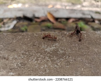 Weaver Ants Working Together To Lift A Load.