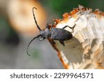 Weaver beetle (lamia textor). Found in a willow bush in south Poland.