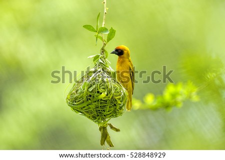 Weaver bird (weaver finches) building nest 